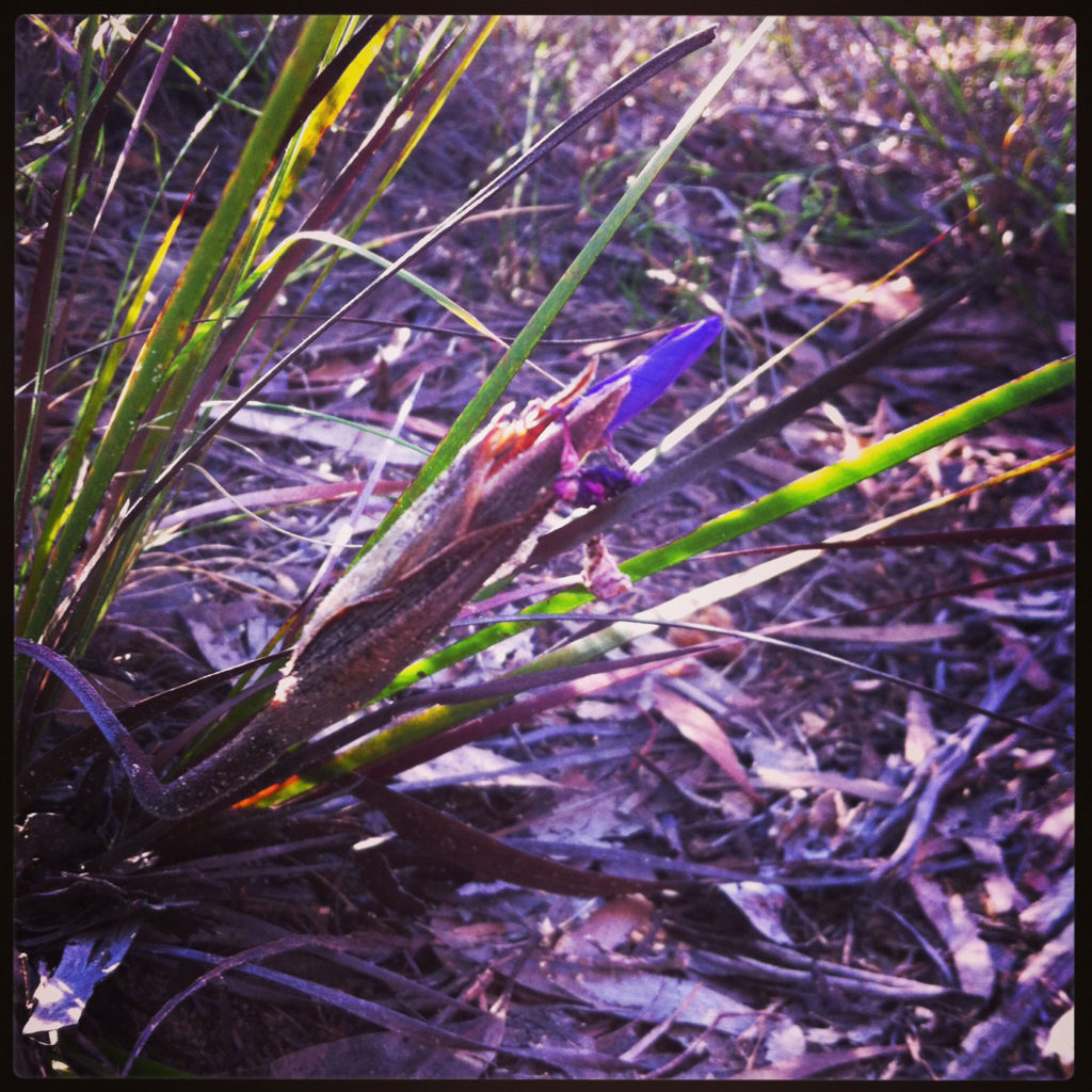 bush_iris_high_res